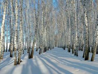 Wallpaper Birch Trees Forest Snow Winter Large