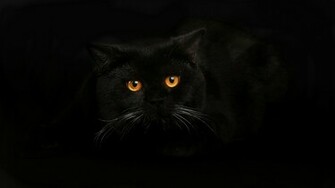 Black Cat Wallpaper Best HD