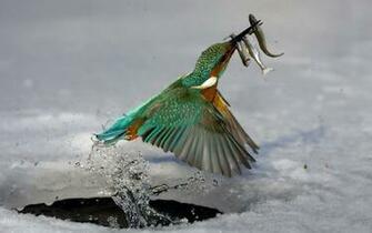Bird Hunting For Fish