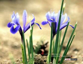 Flower Desktop Wallpaper