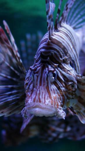 Wallpaper Lionfish 5k 4k Budapest Tropicarium