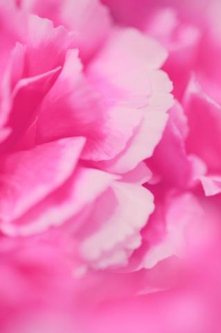 Pink Carnation Pictures Image