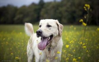 Wallpaper Summer Dog Friend Desktop In The