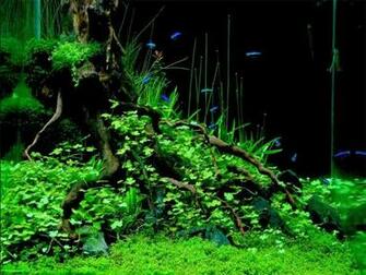 Aquascape Ideas Wallpaper