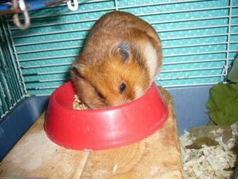 The Hamster Computer Wallpaper Pictures For Pc