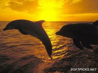 Dolphin Screensaver