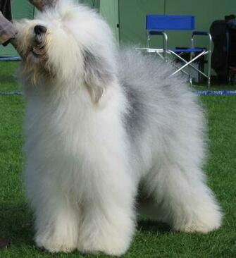 Old English Sheepdog Photos And Wallpaper The Beautiful