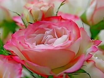 Image Collection Beautiful Flower