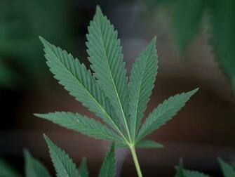 North Dakota Quietly Decriminalized Marijuana Vox