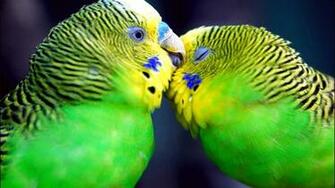 Birds Wallpaper Beautiful HD