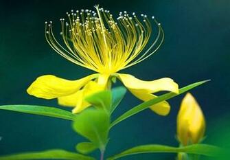 HD Flowers Wallpaper For Samsung Laptop