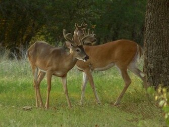 Deer Wallpaper