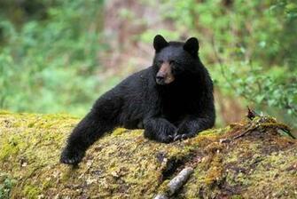 Black Bear Desktop Wallpaper