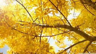 Yellow Wallpaper