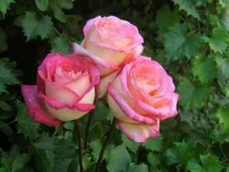 Roses Bouquets Wallpaper
