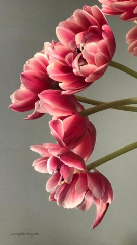 Tracey Clark Spring Wallpaper