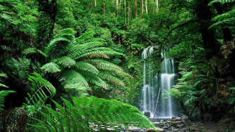 Forest Wallpaper