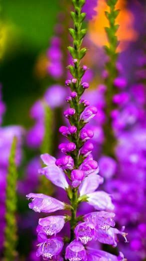 Flower iPhone 5s Wallpaper HD And