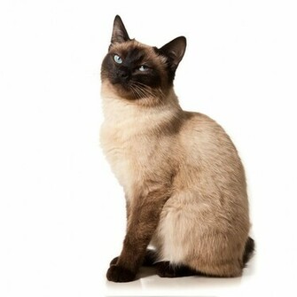 Siamese Cats S Monitor