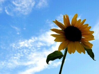 Summer Screensavers And Wallpaper