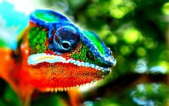 Chameleon Wallpaper