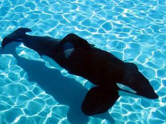 Shamu Wallpaper