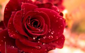 Red Rose Flower Macro Wallpaper Laptop Desktop Background