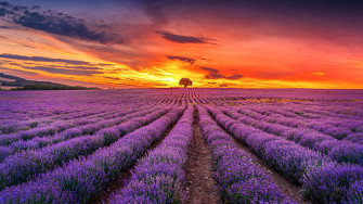 Lavender Fields HD Wallpaper
