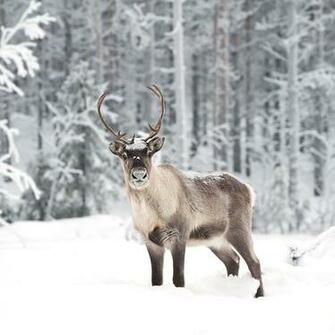 Reindeer Wallpaper Animal Lovers
