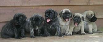 English Mastiff Puppy Pictures Wallpaper HD Base