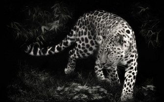 Black Leopard Wallpaper