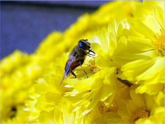 Honey Bee Wallpaper Background
