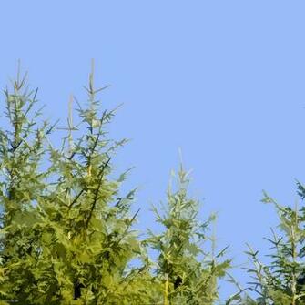 Pine Tree Wallpaper Related Keywords Amp Suggestions