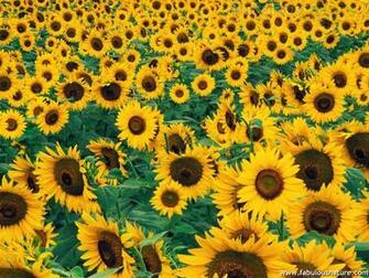 Sunflowers Pictures Sunflower Field Wallpaper
