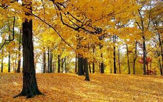 Fall Foliage Desktop Wallpaper