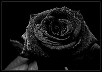 Black Rose Wallpaper Desktop Background