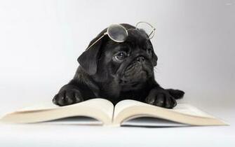 Black Pug With Glasses Wallpaper Animal