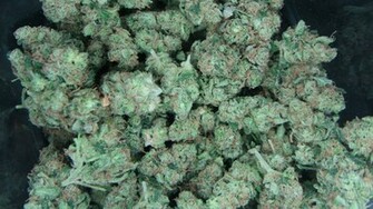 Nyc Kush Bud HD Weed Wallpaper