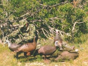 Bow Hunting Wallpaper For Desktop Setting Up Spring Wild Turkey