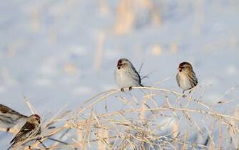 Birds Branches Dry Winter Snow Wallpaper
