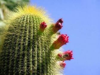 Desert Cactus HD Wallpaper
