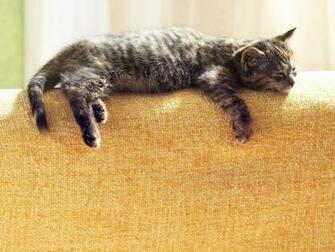 Sleepy Kittens HD Wallpaper Design Hey Creative