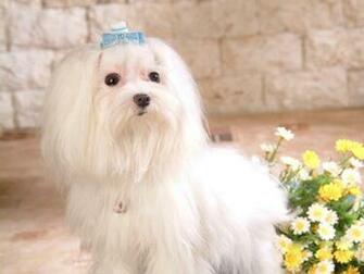 Maltese Dogs Wallpaper