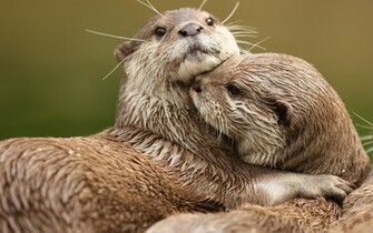 Otter Wallpaper
