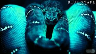 Snake Wallpaper Animal Spot