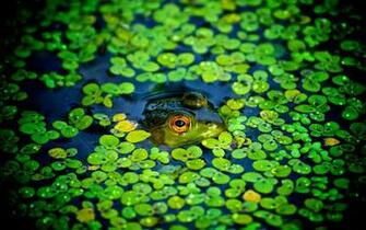 Best Peeping Wallpaper