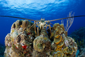 Interesting Facts On Spiny Lobsters Wallpaper