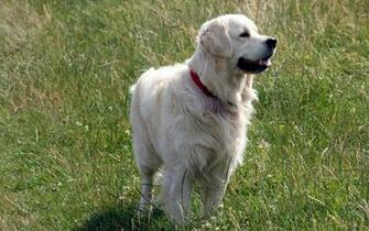 Golden Retriever Wallpaper Pictures Image