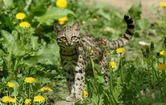 Ocelot Background HD Blossom Mac Computer