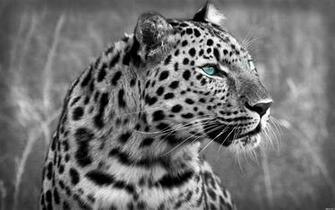 Leopard Desktop Wallpaper On Latoro